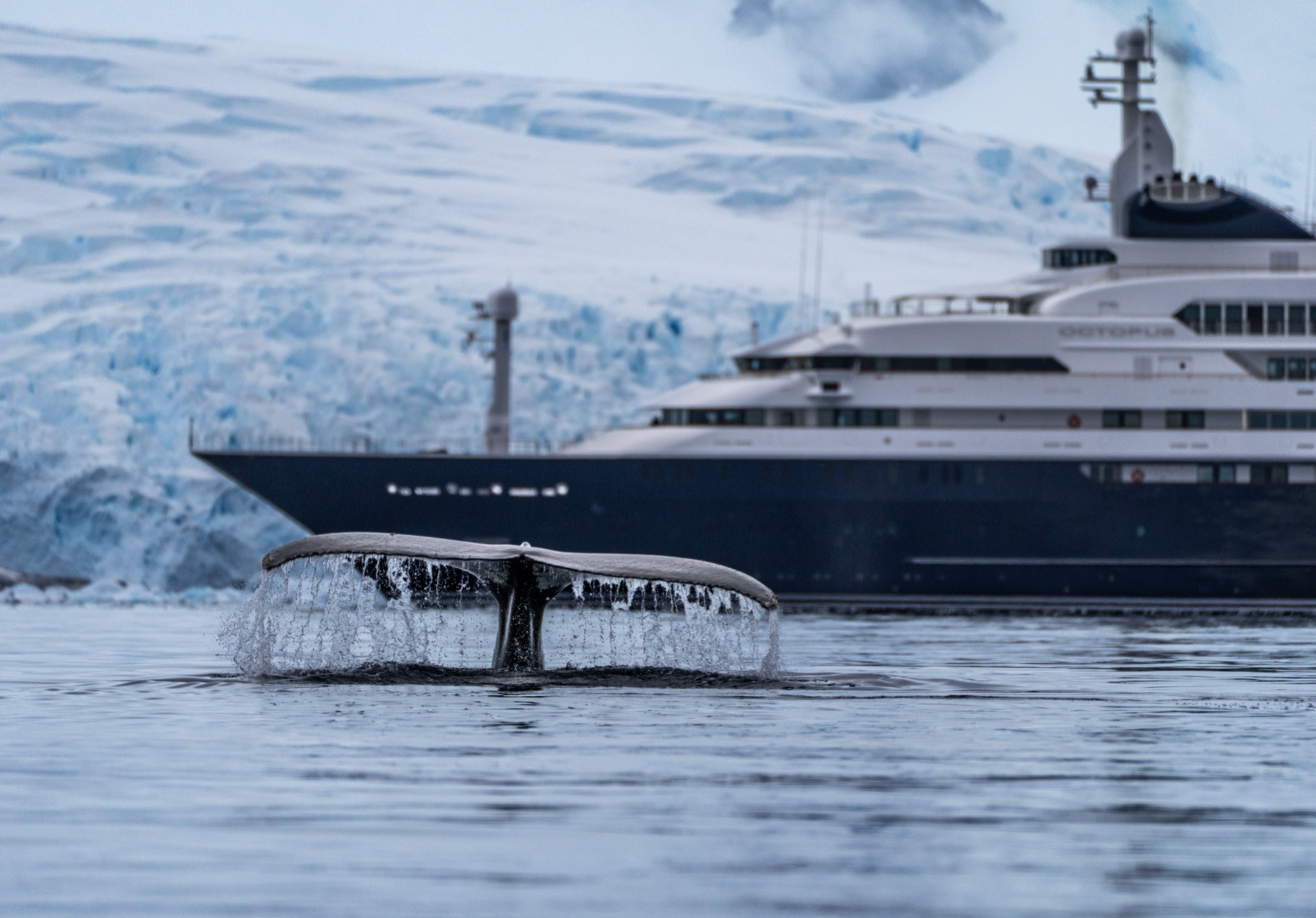 Whale alongside expedition vessel — Stein Studios library